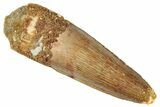 Fossil Spinosaurus Tooth - Real Dinosaur Tooth #286717-1